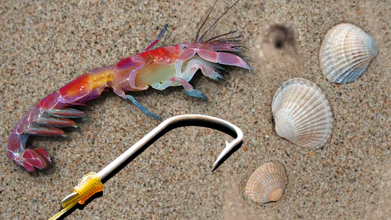 3 ISCADA COM CORRUPTO MATADORA NA PESCA DE PRAIA - DICAS DE SURFCASTING