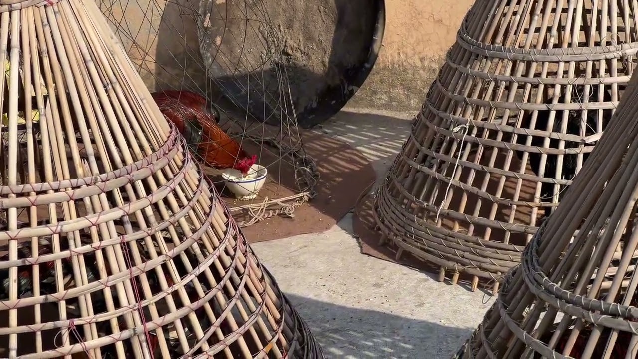 گھر کے میانوالی اصیل پٹھوں کا شوق-- پٹھوں کی مجودہ صورت حال 🫀