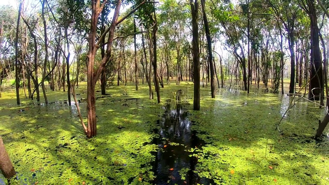 FLOODED FORESTS ON THE URUBU RIVER