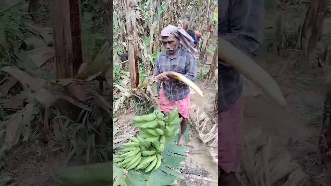 Agricultural life #tips #farming #vazhakrishi #banana #kerala #modern #agriculture