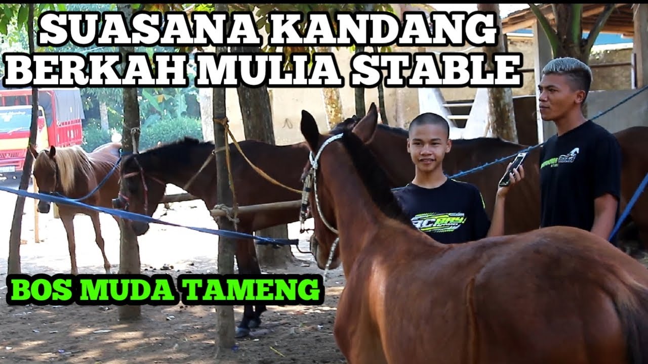BEGINILAH SUASANA KANDANG KUDA BERKAH MULIA STABLE BOS  MUDA TAMENG JAGASIMA 🔥