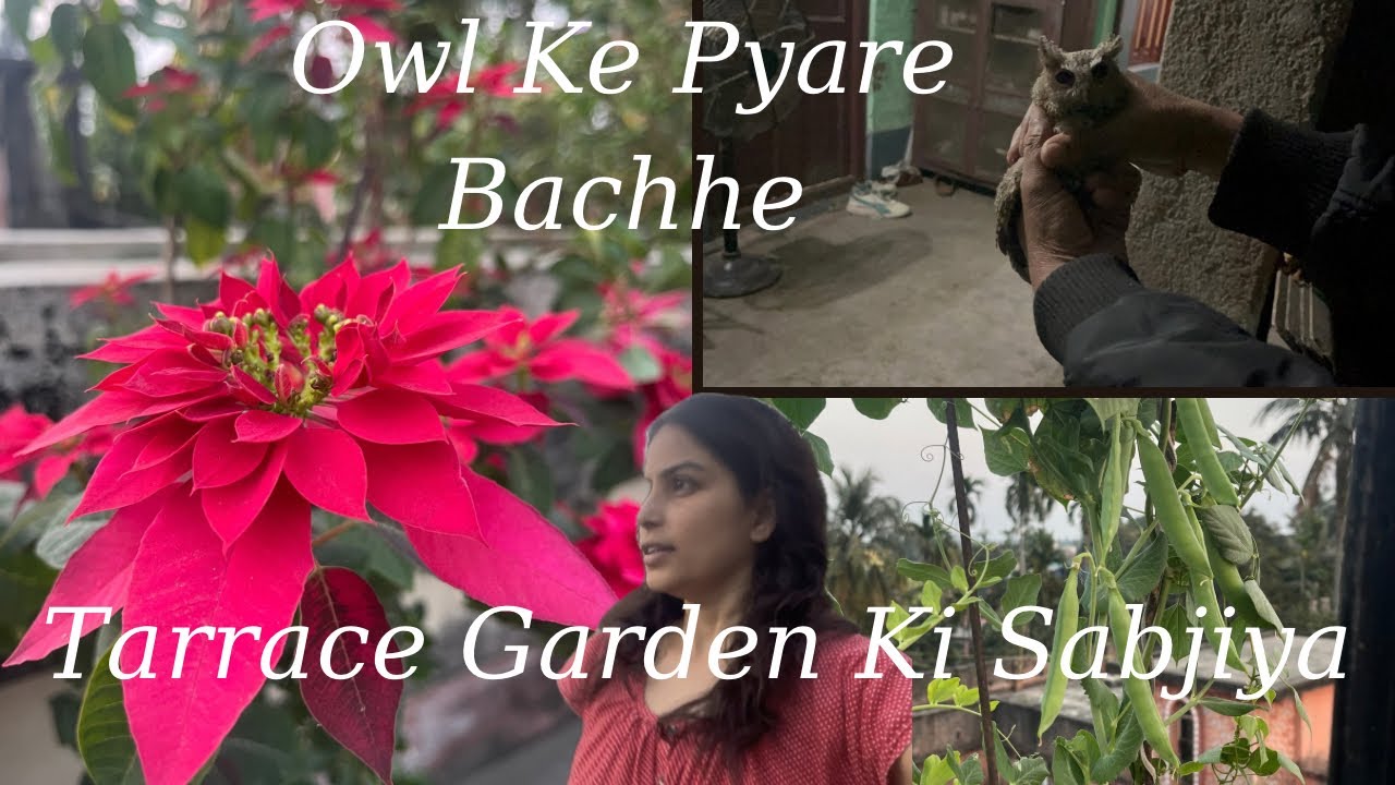 Humare Tarrece Garden Ki Sabjiya 🪴 || Owl Ke Pyare Bachhe 🦉 || Mahua Vlogs || Daily Vlog 