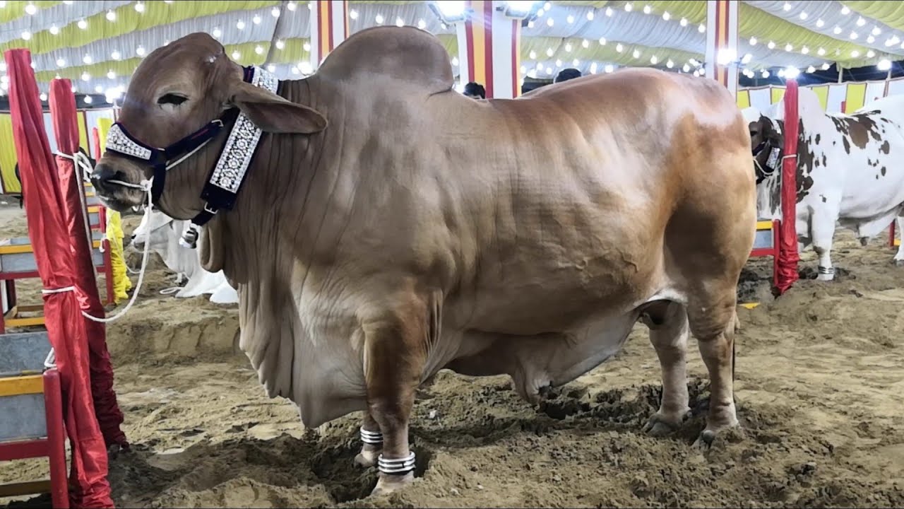 Heavy Bulls & Cow Collection || Opening Of Surti Cattle Farm || Part 1 😍