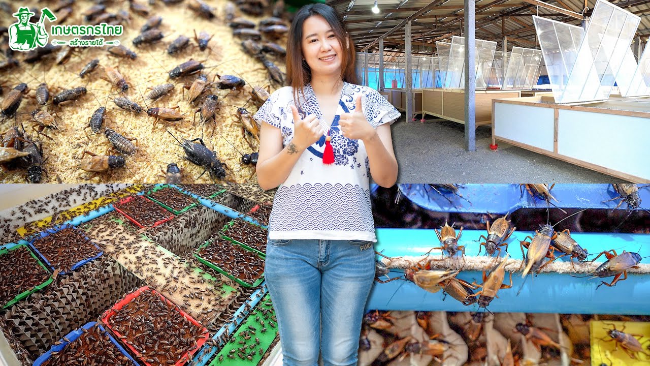 พาชมปูคา ฟาร์มจิ้งหรีดออร์แกนิค เชียงใหม่ สร้างรายได้สูงสุด 30,000 บาท/เดือน l ชมสวนเกษตรกรไทย Ep137