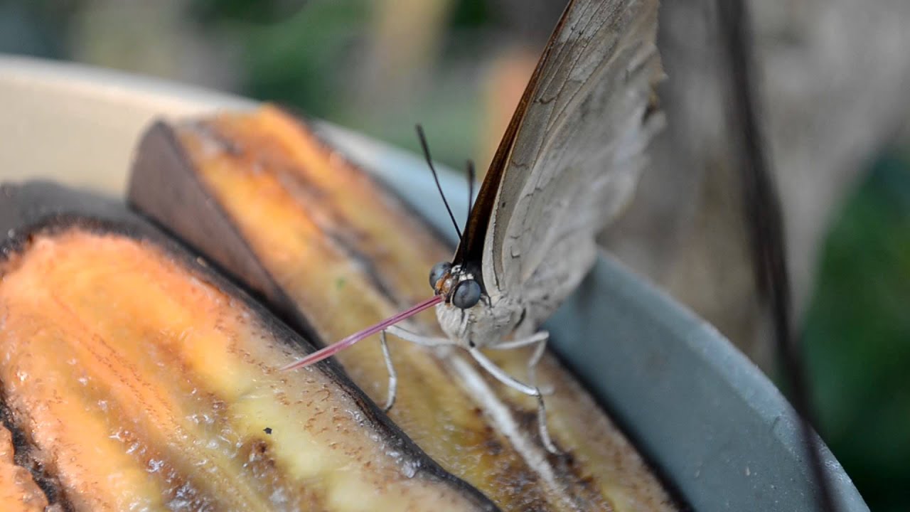 Butterfly eating a Banana at Butterfly Pavilion Colorado