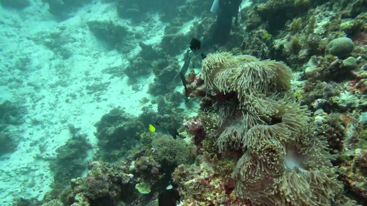 Diving grouper's den