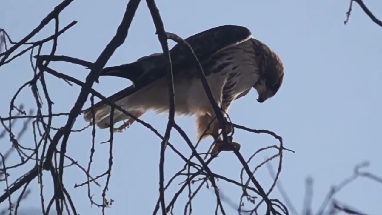 The pair Red-tailed Hawk returned to their nest before the breeding season @ High Park