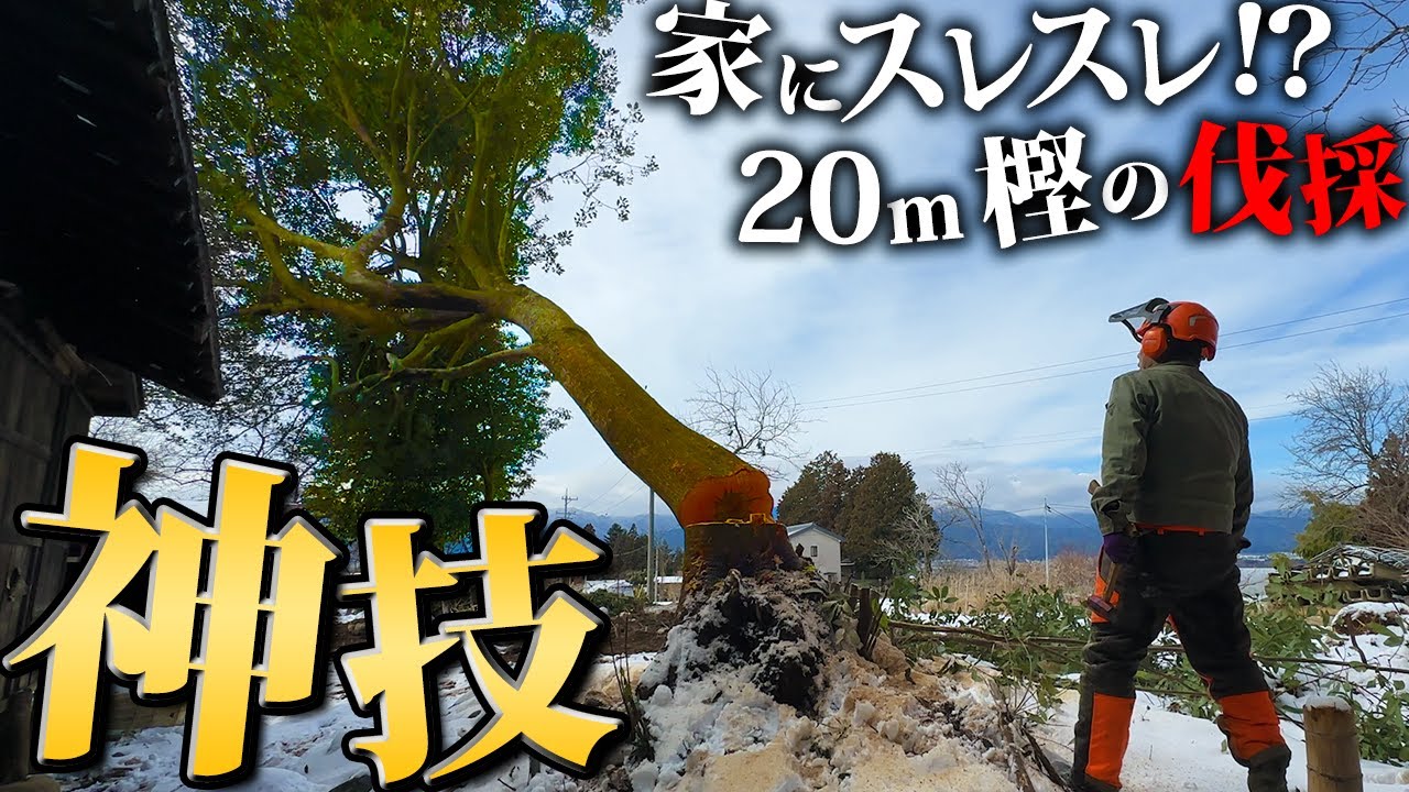 【高度な伐採】巨木が一瞬で片付く⁉︎プロのチェーンソー捌きで庭がスッキリ【409日目】#2