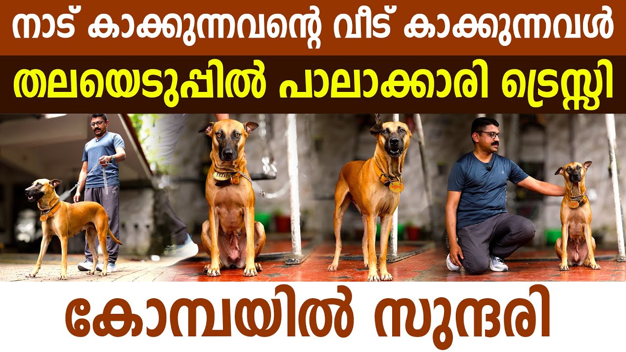 10 ​ഗുണങ്ങളും തികഞ്ഞ കോമ്പ സുന്ദരി പാലായിലുണ്ട് I Kombai Dog's in Kerala I Kombai I Kombai Dog I