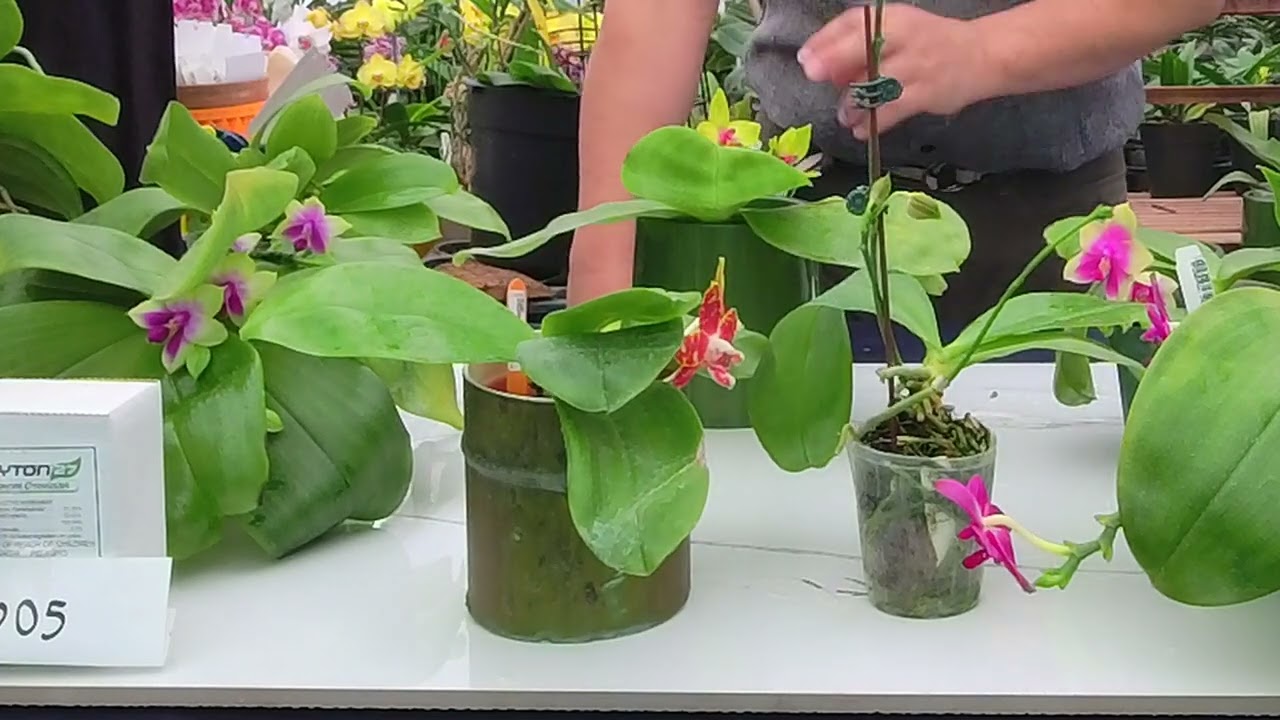 Norman Fang Live!  Episode 103- Care of novelty phalaenopsis