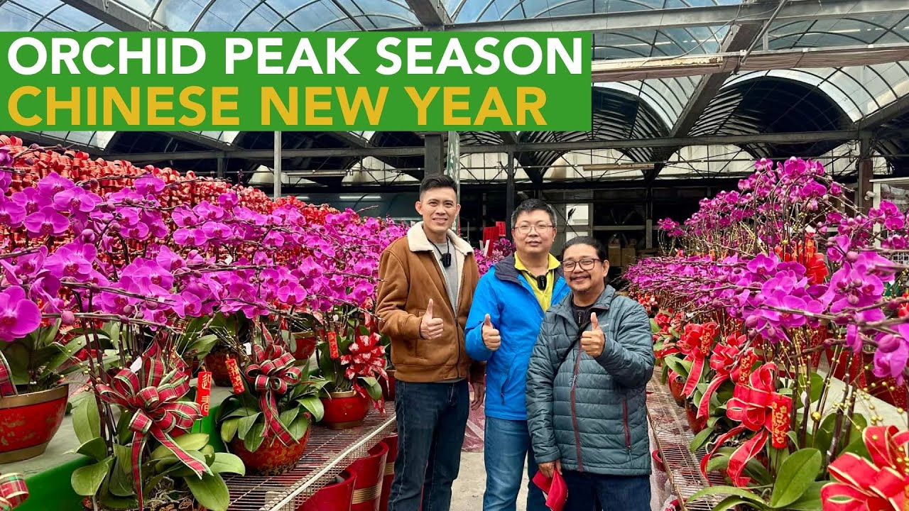 Peak Season of Orchids dahil sa Parating na Chinese New Year!