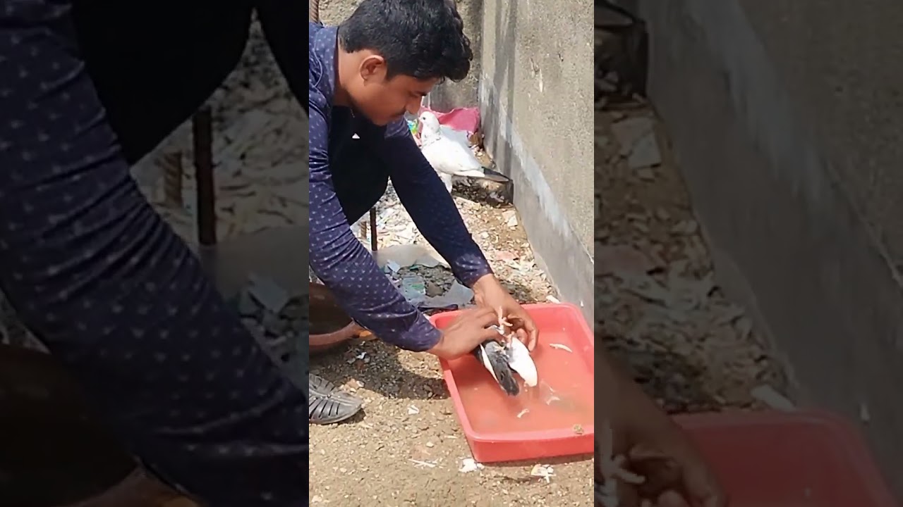 pigeon bathing#pigeon #birds #mypigeon #giribaazkabutar #redsirajipigeon #attitude #pigeoncatch