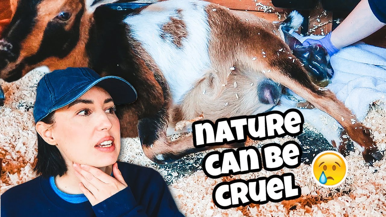 We&rsquo;ve never seen it this violent before. (goat birth labor & delivery)