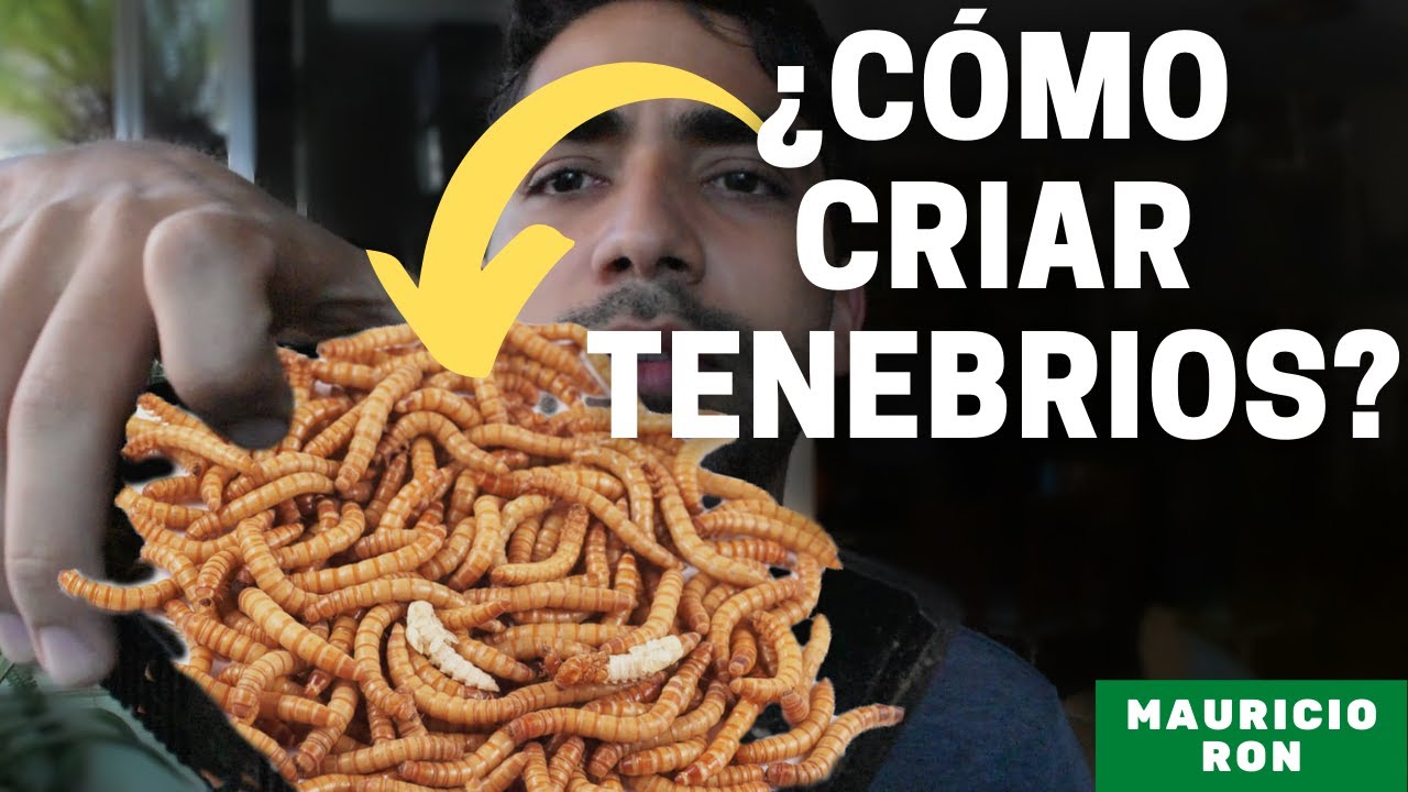 ¿Cómo criar Tenebrios (mealworms, gusano de la harina)?