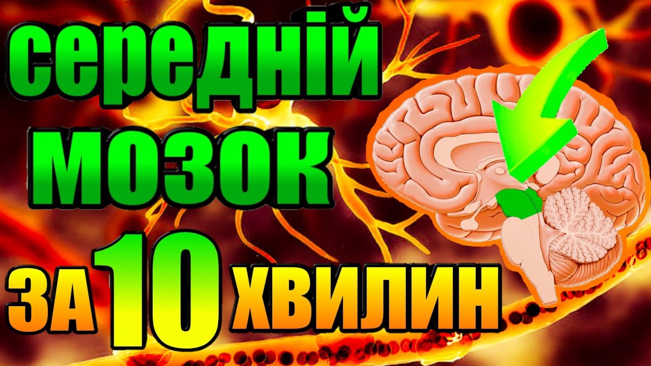 Середній мозок анатомія - хвороба Паркінсона