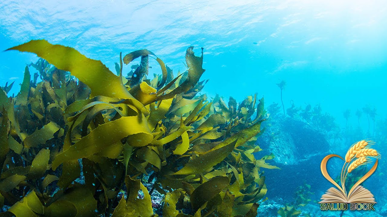 Alga wakame: propiedades, beneficios y usos.