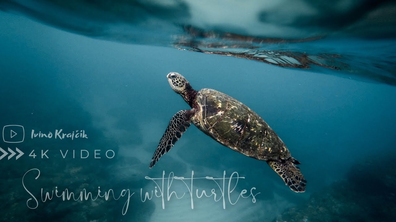 Zanzibar 🇹🇿| The best thing to do | Swimming with turtles | Nungwi Aquarium | Underwater 4K Video