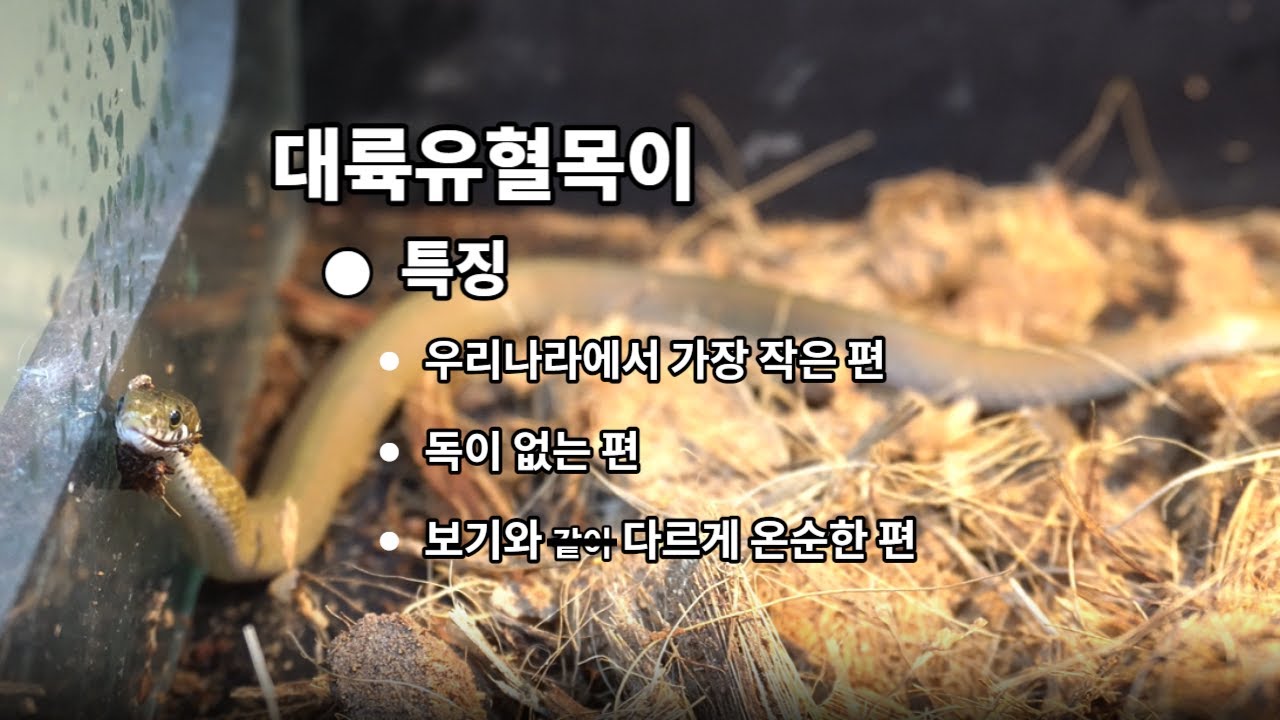 작고 귀여운... 뱀?!? 에그박사의 야생동물구조관리센터 탐방기_20