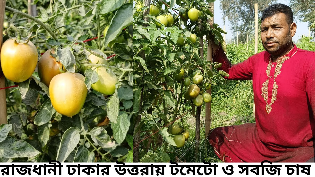 জাত বাহুবলি ফলন দেখে আমি অবাক (I am surprised to see the yield of the breed)