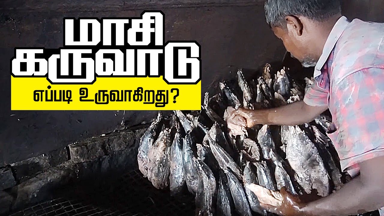 Maasi karuvadu Dry Fish Making in Nagapattinam | மாசி கருவாடு செய்முறை  | Dry fish process