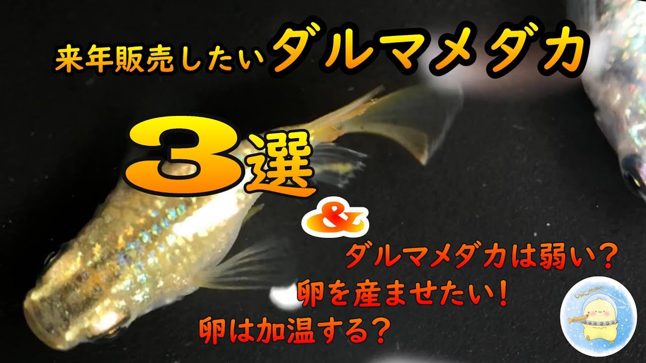 来年販売予定のダルマメダカを3品種紹介します！ダルマメダカは弱い？などの質問にも答えてます！概要欄に目次あります！【ひよこめだか/メダカ飼育】