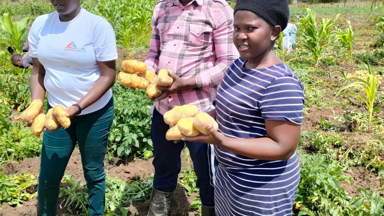 MARKIES POTATO FARMING