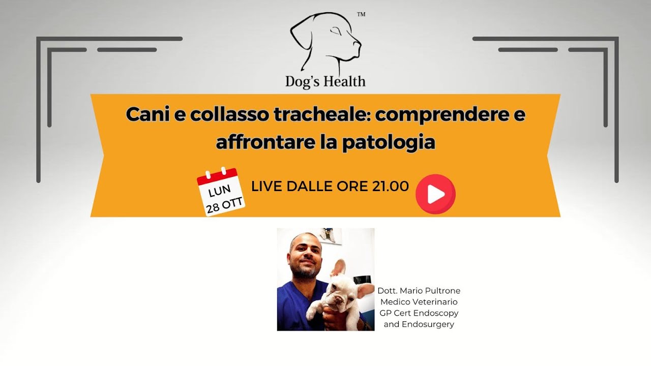 Cani e collasso tracheale: comprendere e affrontare la patologia
