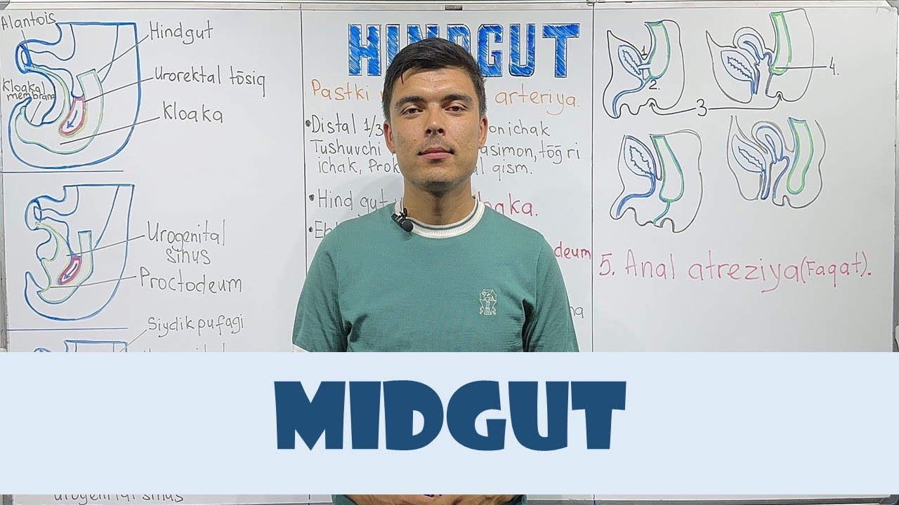 Midgut