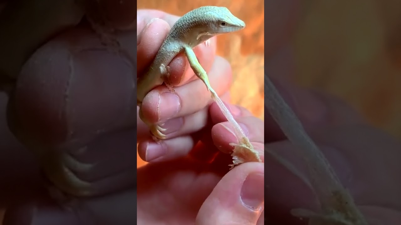 Аптечный сцинк Перри полинял