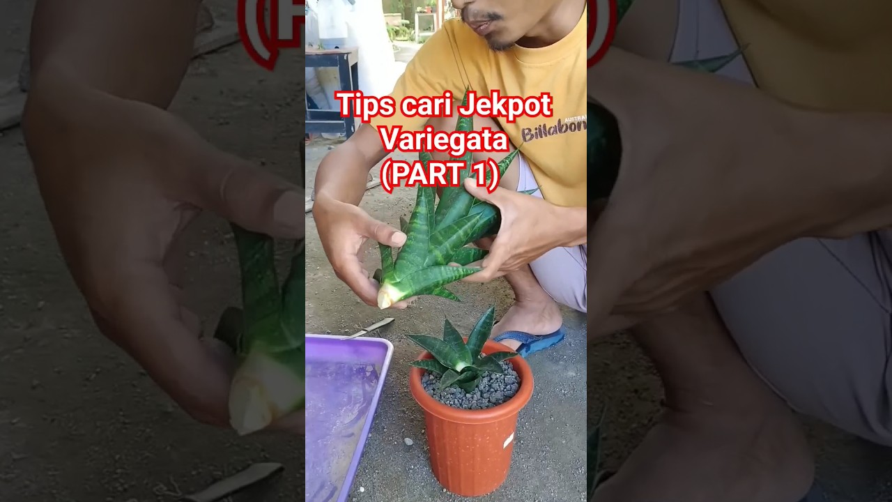 Tips membuat variegata pada Sansevieria hybrid #sansevieria #succulent #indoorplants