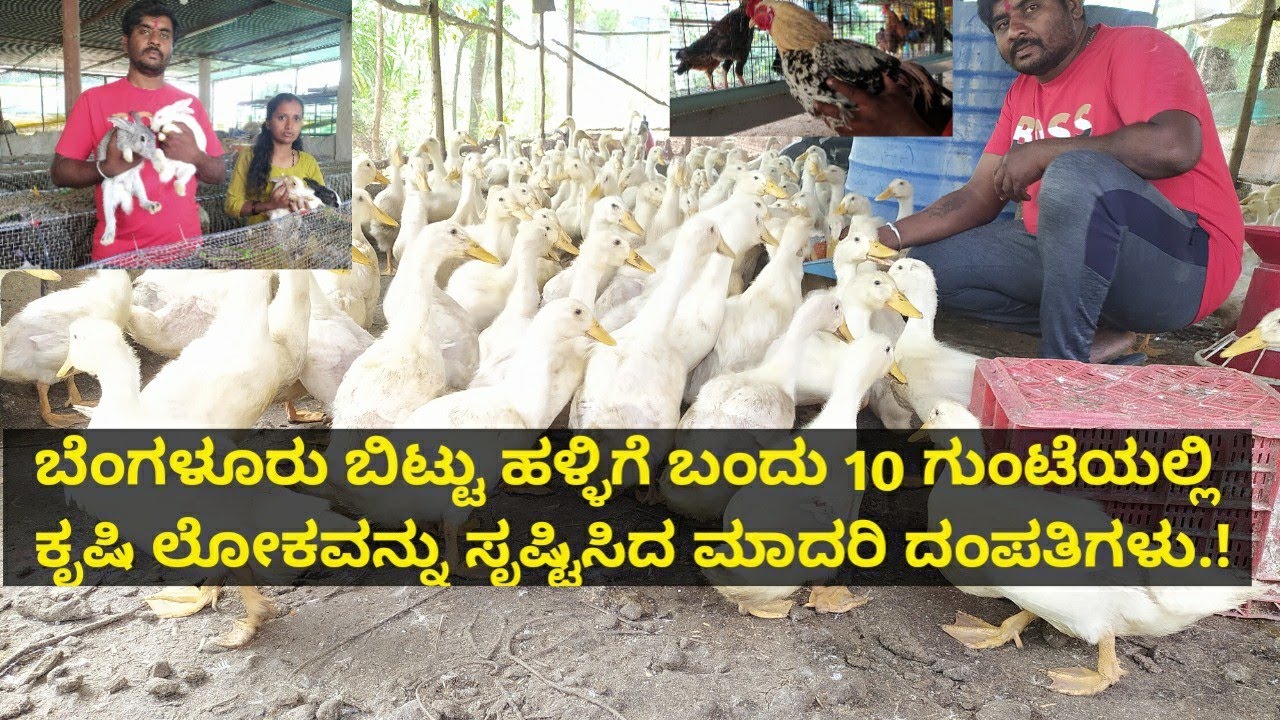 ಬೆಂಗಳೂರು ಬಿಟ್ಟು ಹಳ್ಳಿಗೆ ಬಂದು 10 ಗುಂಟೆಯಲ್ಲಿ ಕೃಷಿ ಲೋಕವನ್ನು ಸೃಷ್ಟಿಸಿದ ಮಾದರಿ ದಂಪತಿಗಳು..!