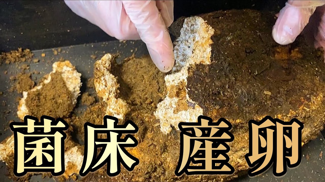 この菌床は産卵には不向き？タランドゥス割り出し