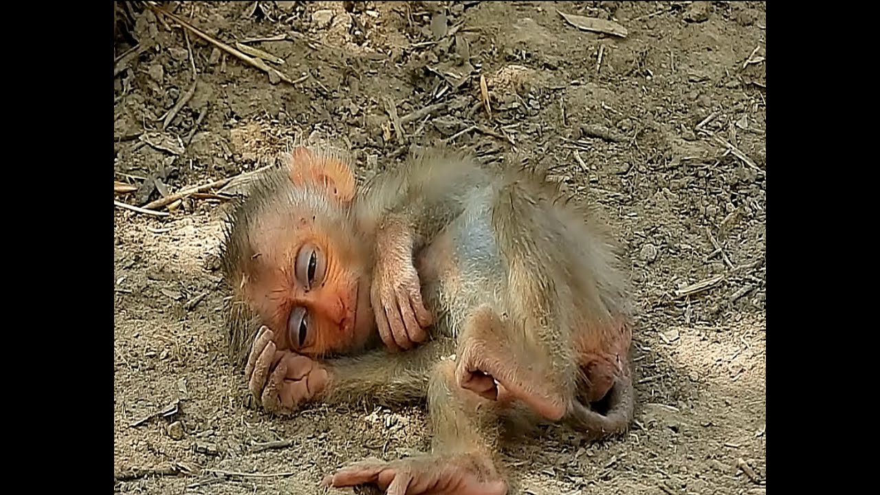 The little monkey was paralyzed and had difficulty walking, so he fell to the ground.