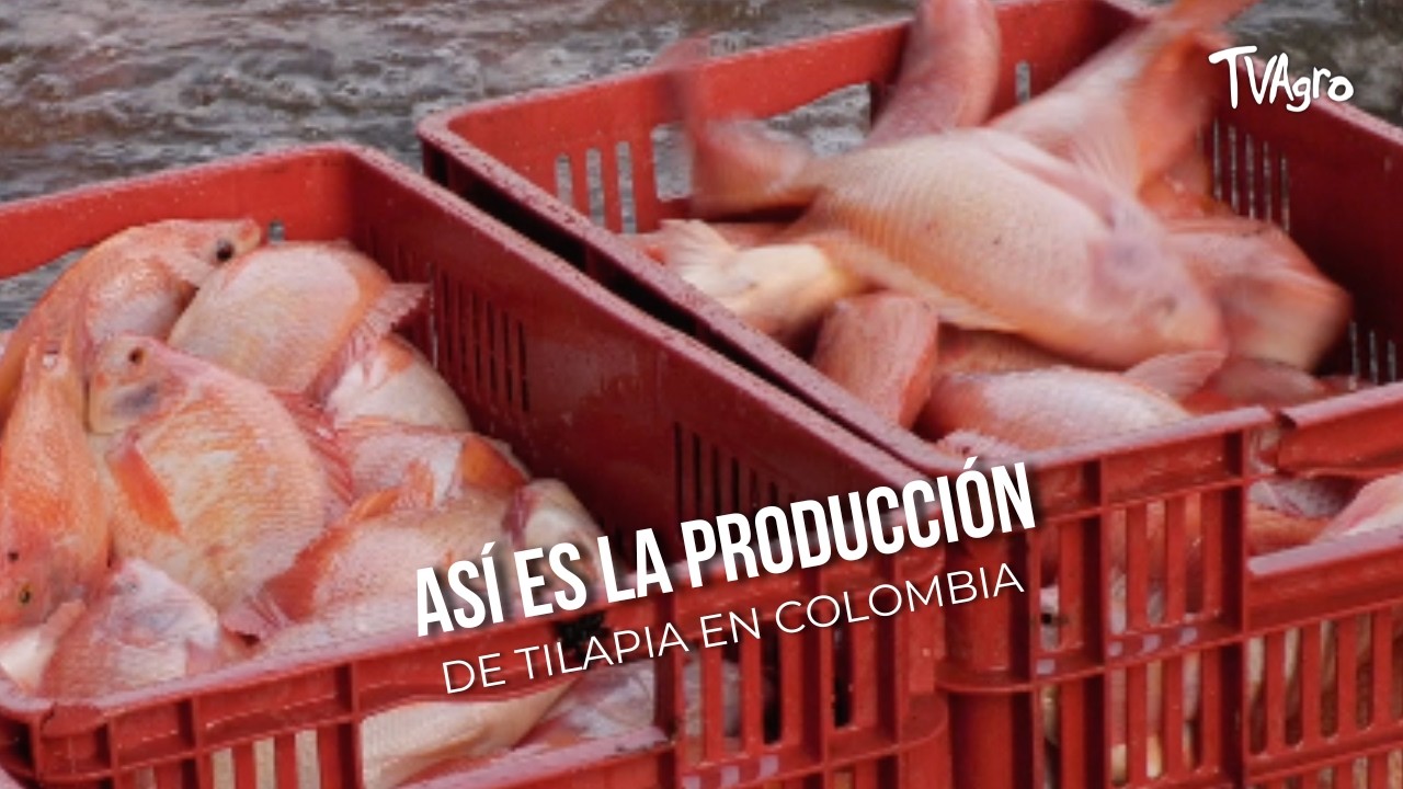 As&iacute; es la producci&oacute;n de tilapia en Colombia - TvAgro por Juan Gonzalo Angel