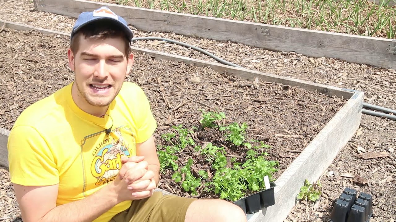 Before You Build Raised Beds Watch This Video