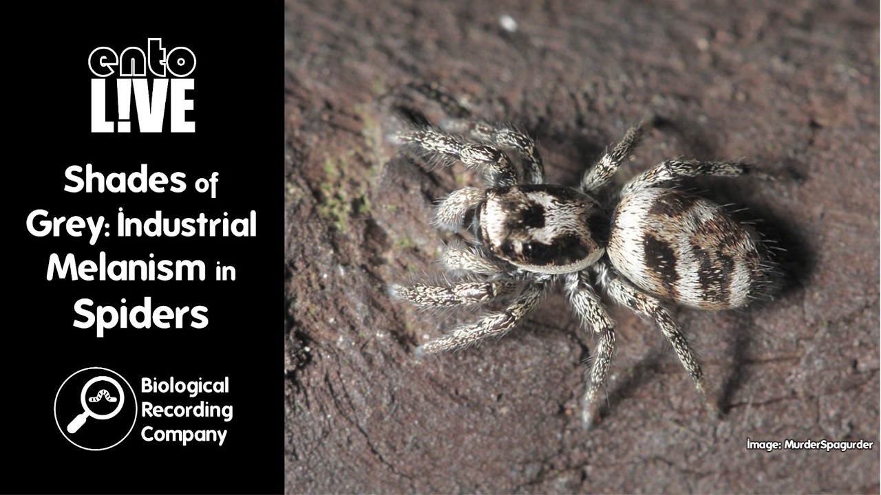 Shades of Grey: Industrial Melanism in Spiders