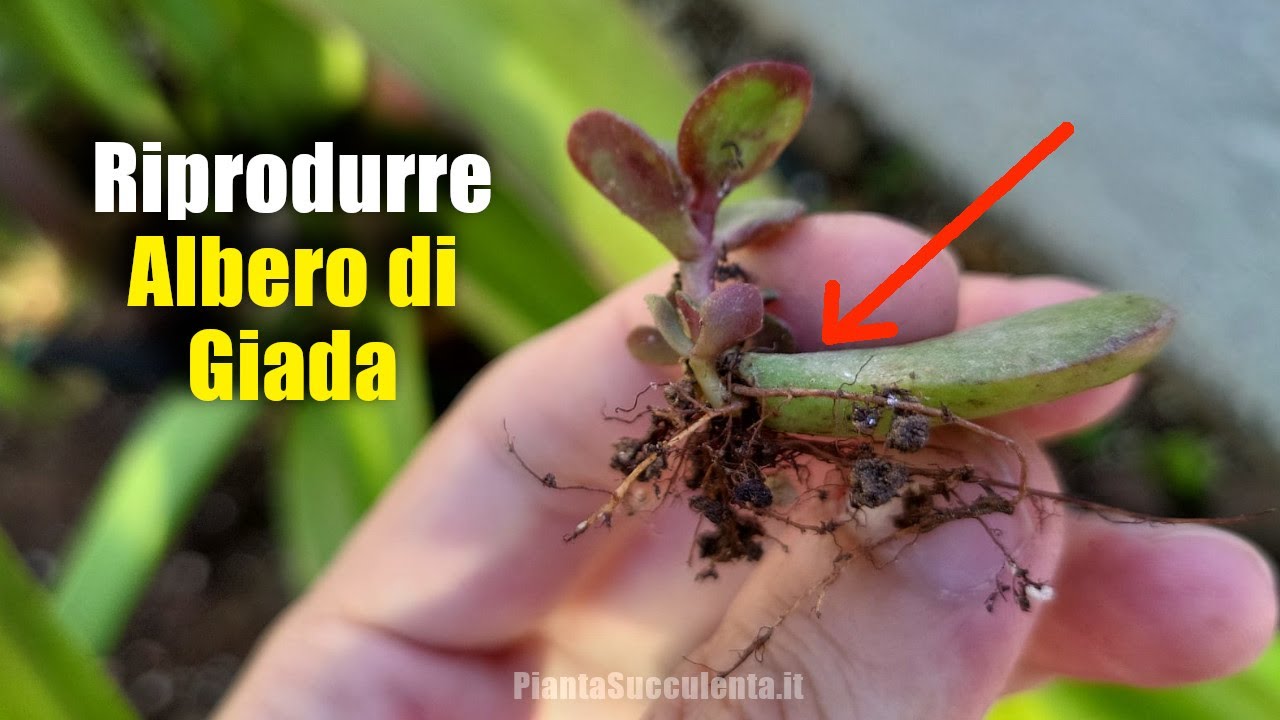 Come riprodurre un albero di giada con una foglia: 3 Metodi infallibili