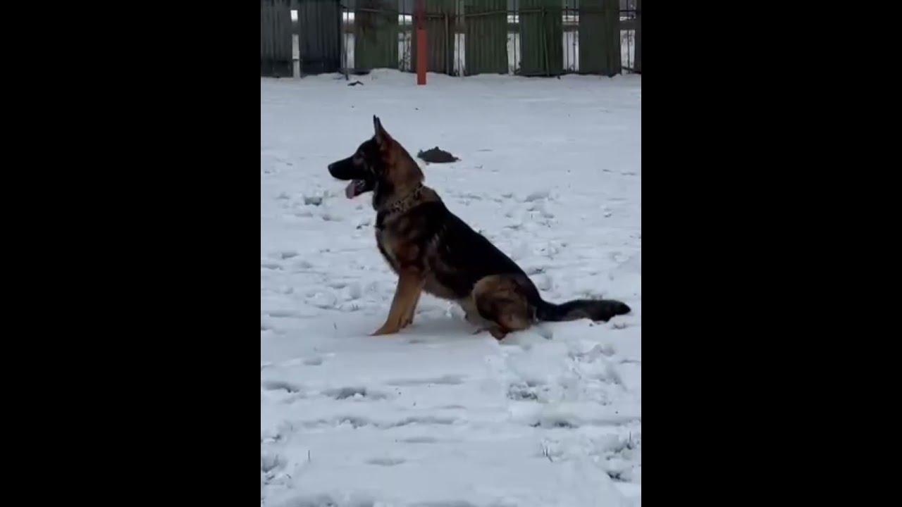 Elite Protection Dogs: Elite Family and Personal Protection Dog-ROCCO