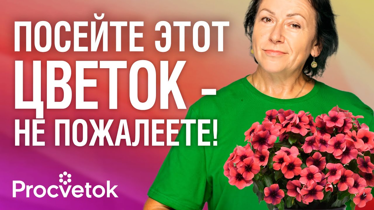 КАТАРАНТУС: ОТ ПОСЕВА ДО ЦВЕТЕНИЯ! Взойдет 100%, зацветет – не нарадуетесь!