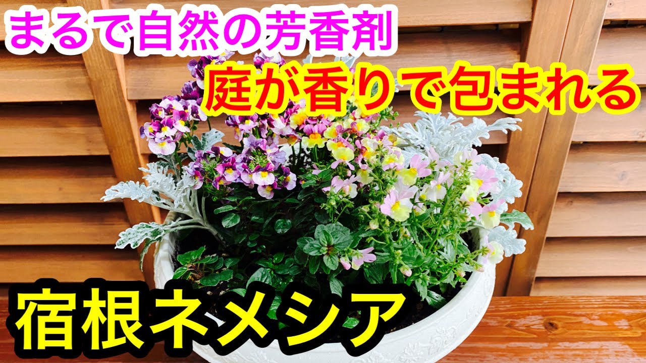庭が『香りで包まれる❤️』宿根草ネメシア🌱まるで自然の芳香剤😊
