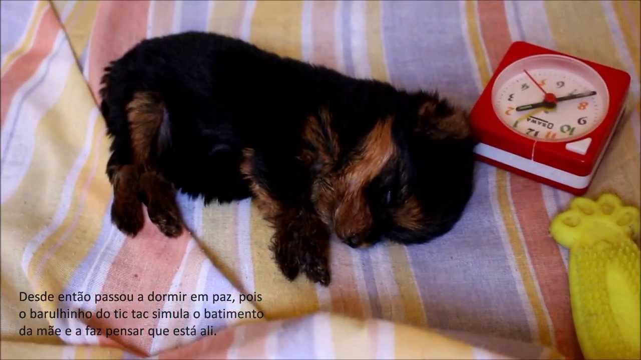 Cuidando de filhote de yorkshire órfão