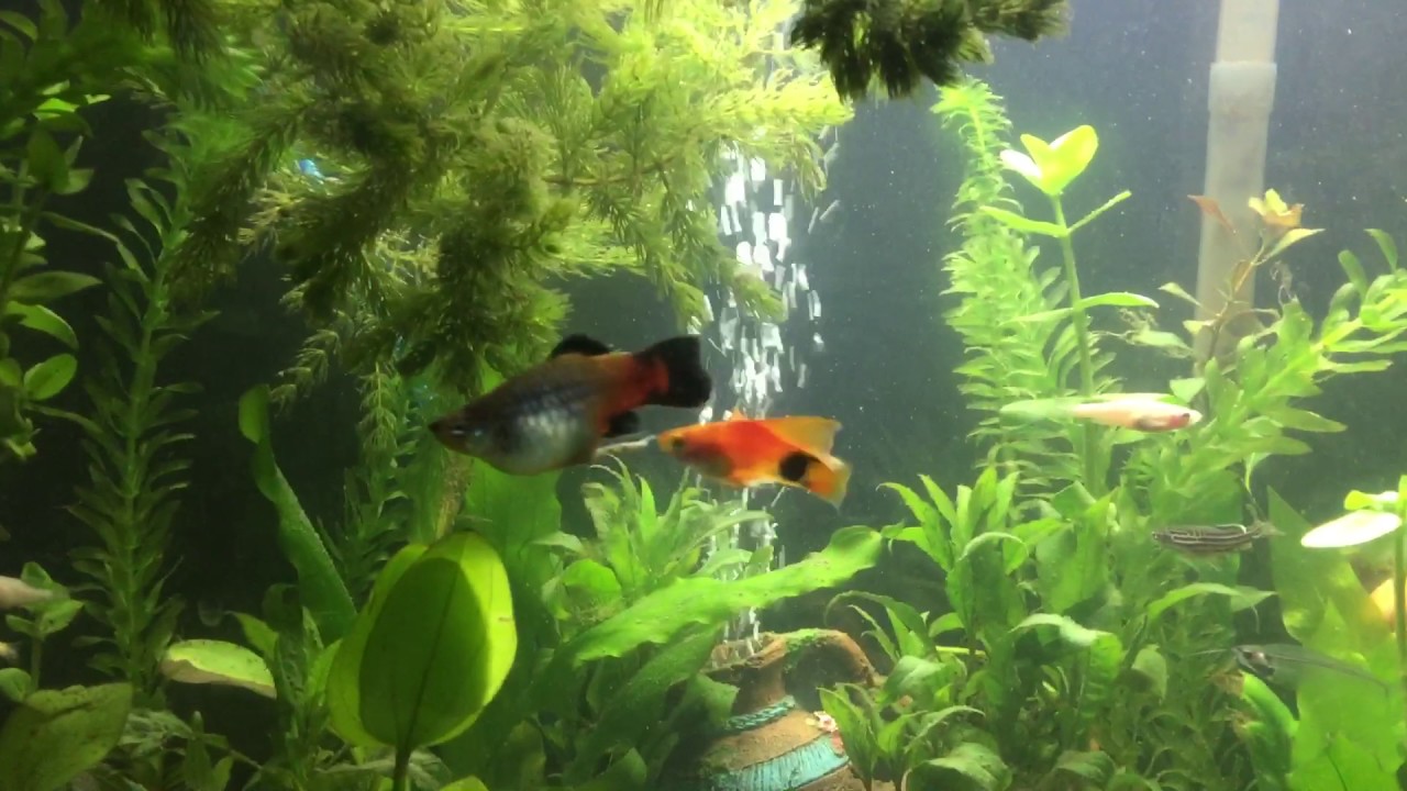 Fishtank  drama