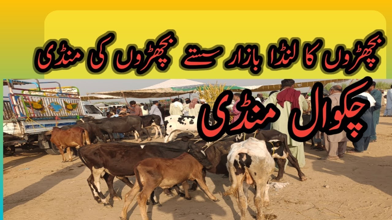 Chakwal Mandi me low price bachray . Low price bachron ke price information.