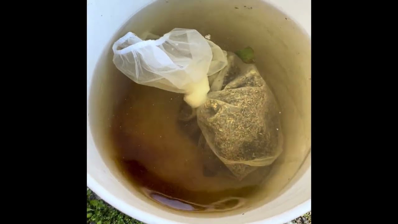 Quick grass seed germination technique!