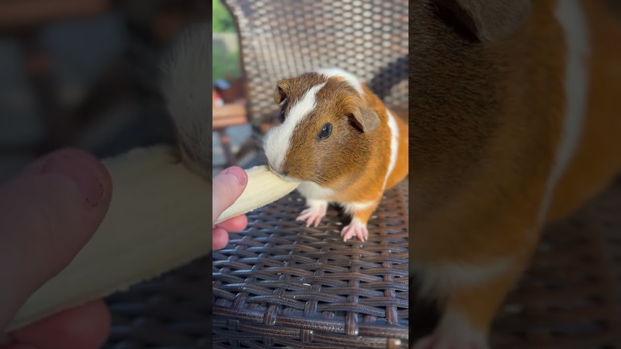 Adorable guinea pig eats new food