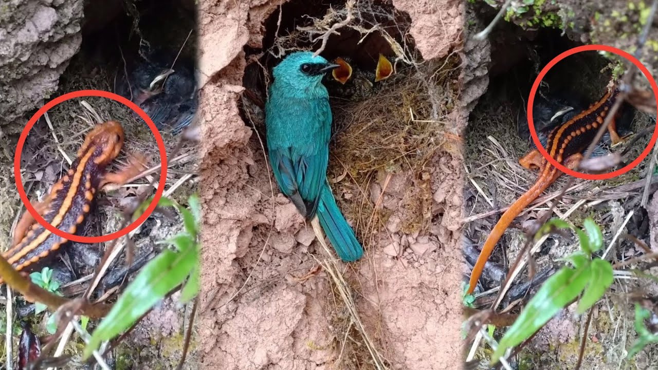 Verditer flycatcher Birds, With Anderson's crocodile newt Amphibian[ Review Bird Nest ]