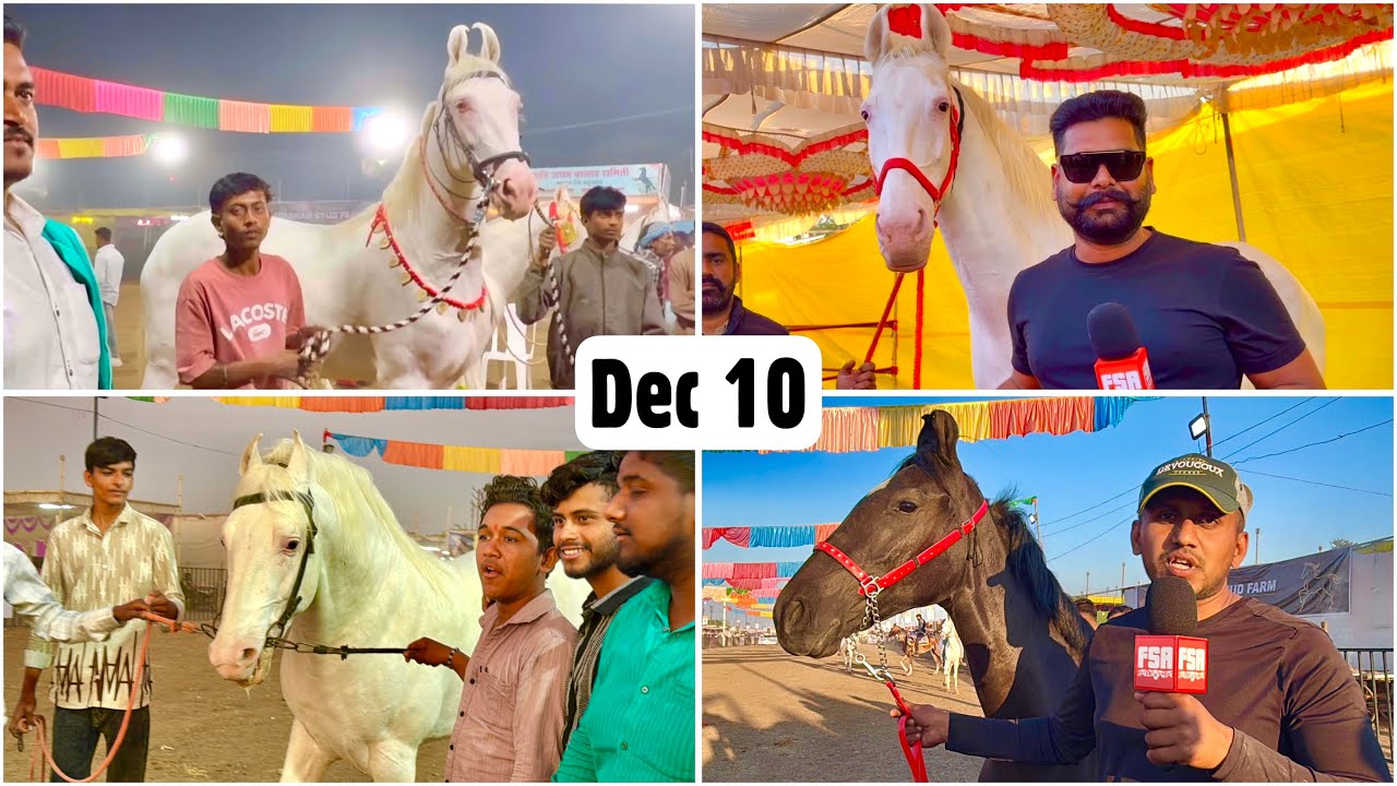Chetak Festival Sarangkheda Horse Fair Dec 10, 2025 Vlog | Showstopper Nukra & Marwari Horses