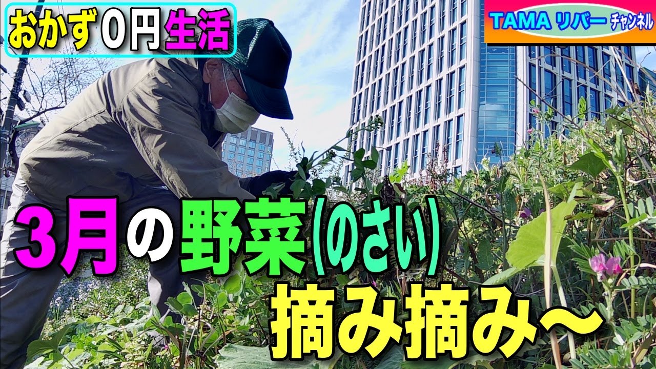 【おかず０円生活】3月野草を摘みます摘みます♪　薹が経ったフキノトウやフキの若葉、ヤブカンゾウなど…