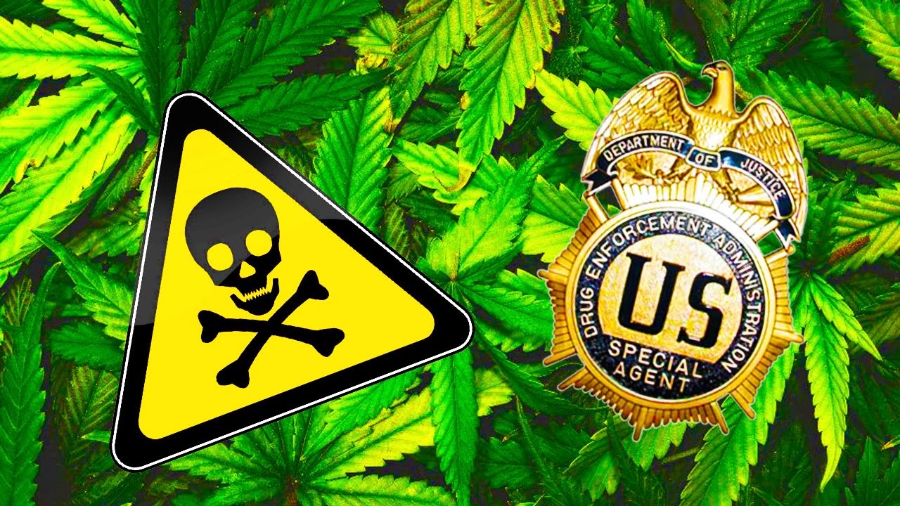 DEA Greenlights Dangerous Marijuana