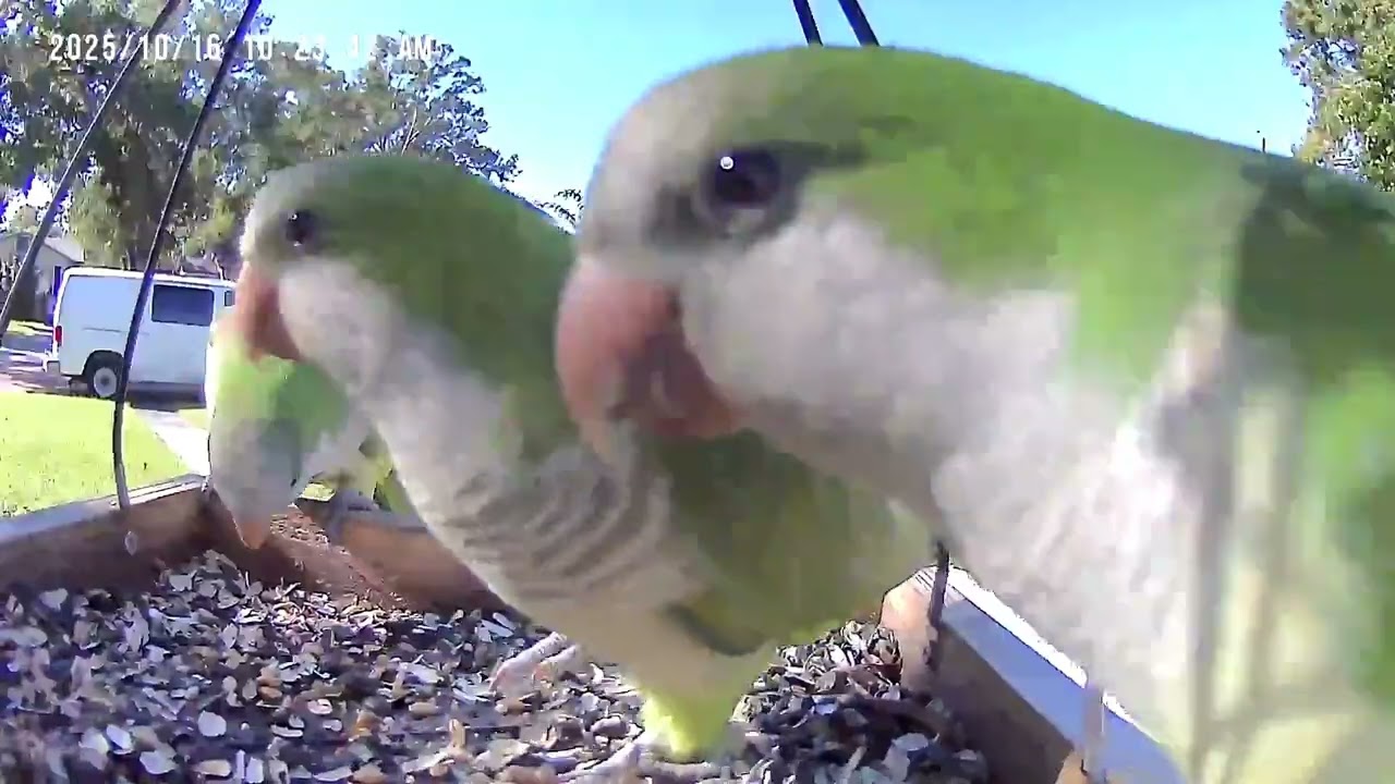 Wild Quaker Parrots - Florida in October